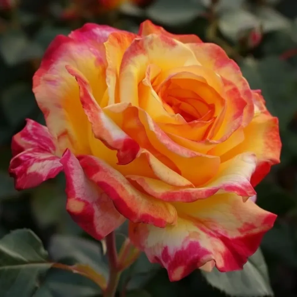 Vrtnica Golden Orange Whirlwind – z golimi koreninami