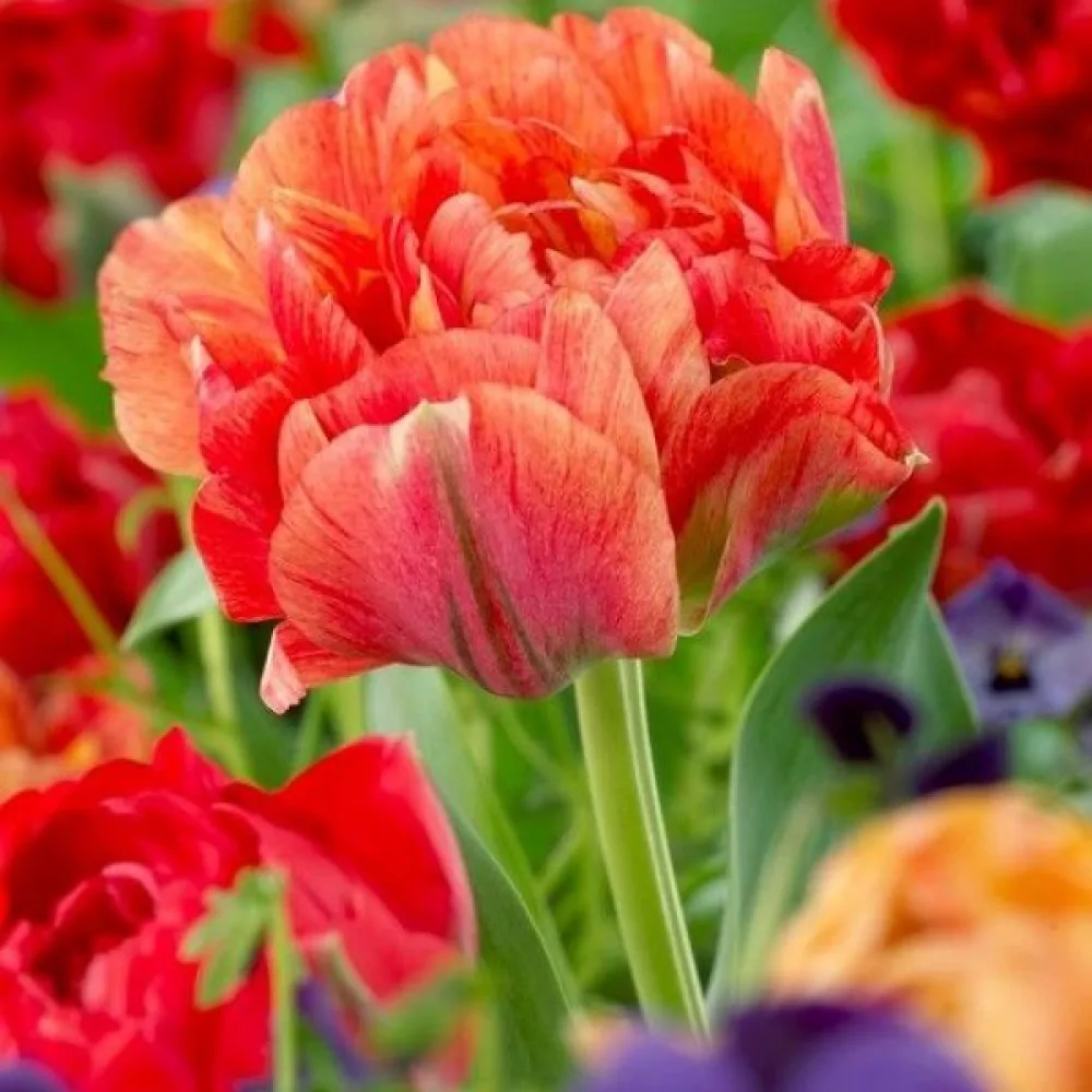 Tulipan Gudoshnik Double (breskov)