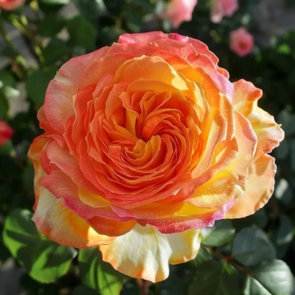 Vrtnica Mango Glow - z golimi koreninami