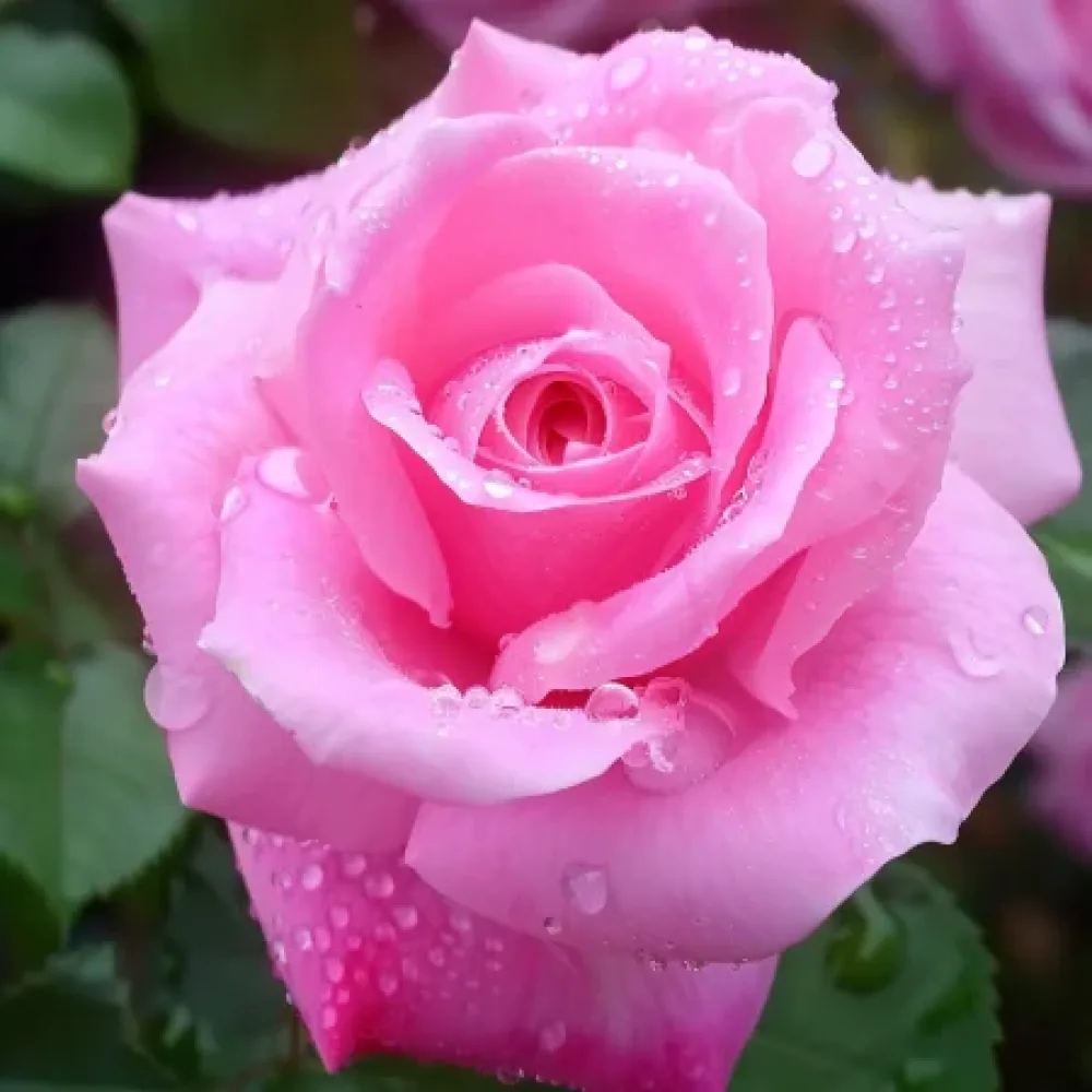 Vrtnica Dream in Pink – z golimi koreninami
