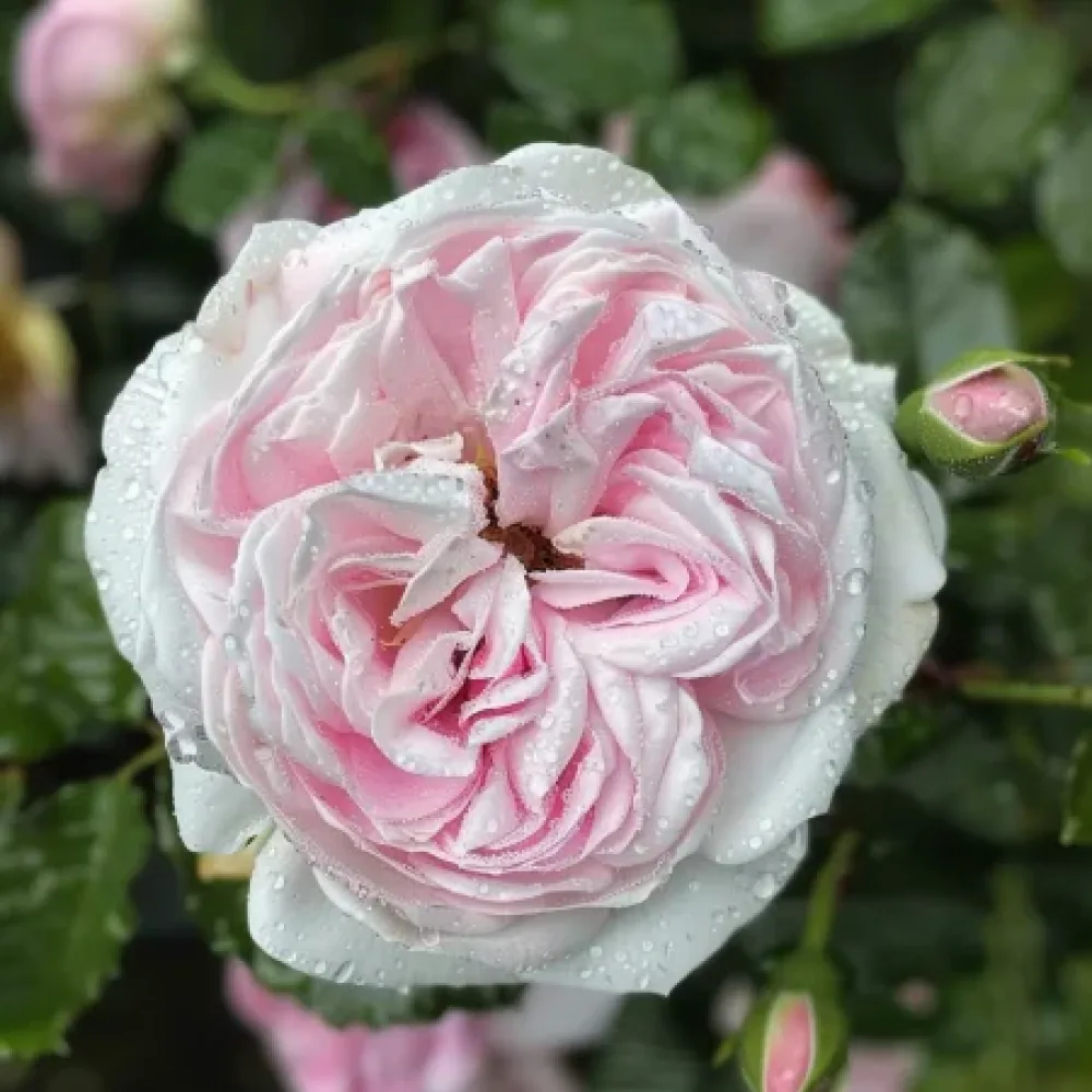 Vrtnica Silver Pink Glow – z golimi koreninami