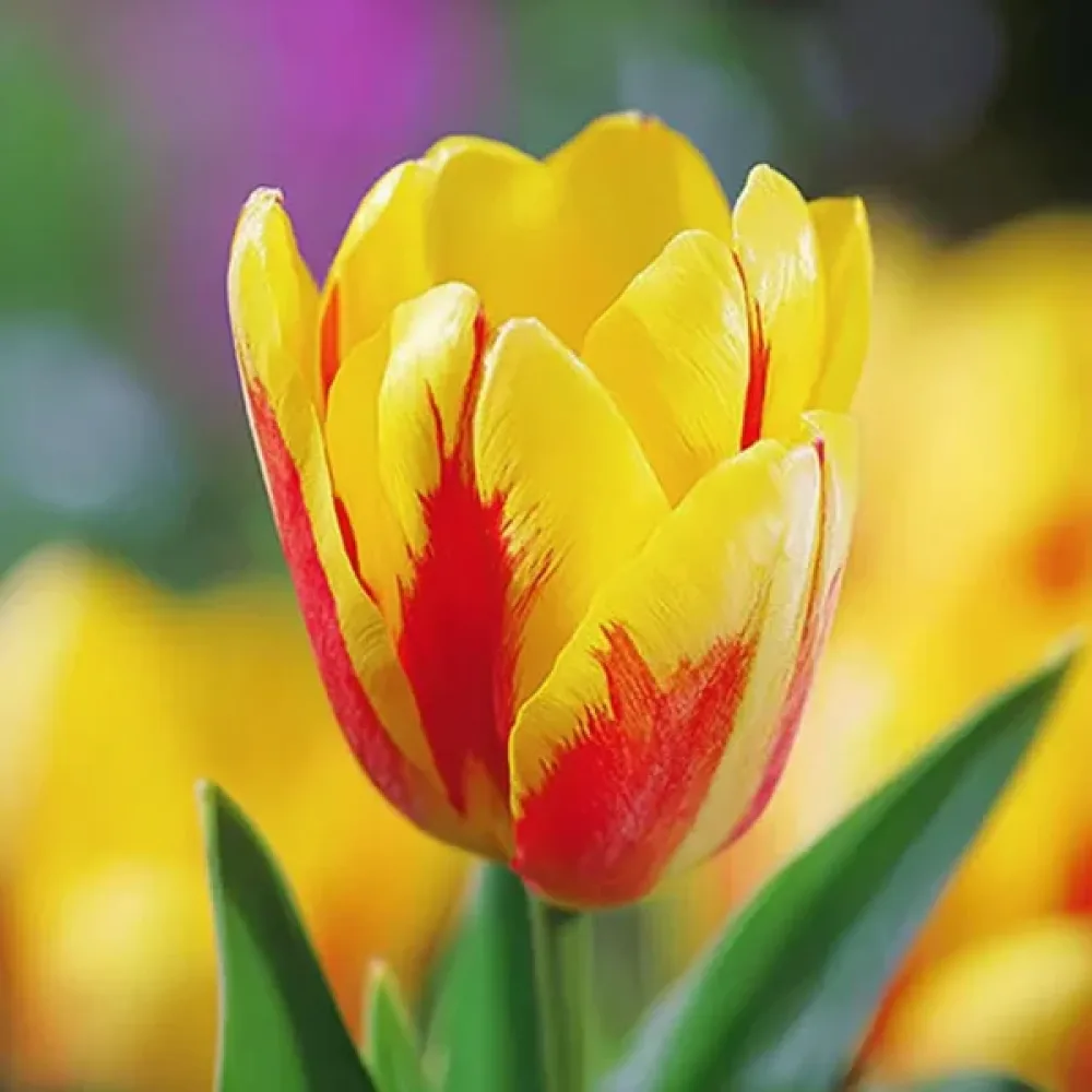 Tulipan Giuseppe Verdi (rumeni)