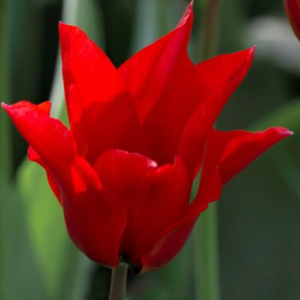Tulipan Pretty woman (rdeči)