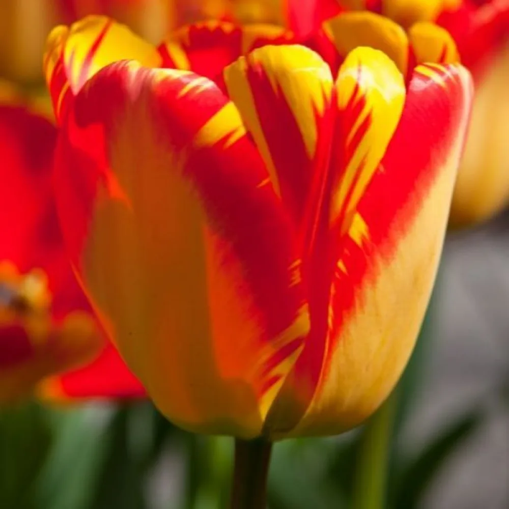 Tulipan Banja Luka (rdeč)