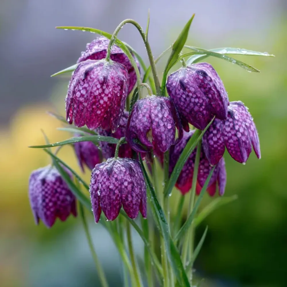 Logarica Meleagris mixed (mešanica)