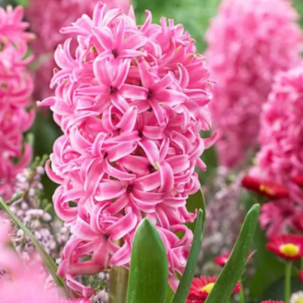 Hijacinta Pink Pearl (rožnata)