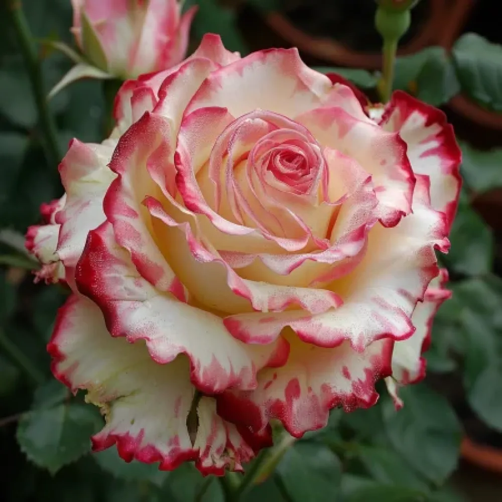 Vrtnica Creamy Fiery Ray - z golimi koreninami