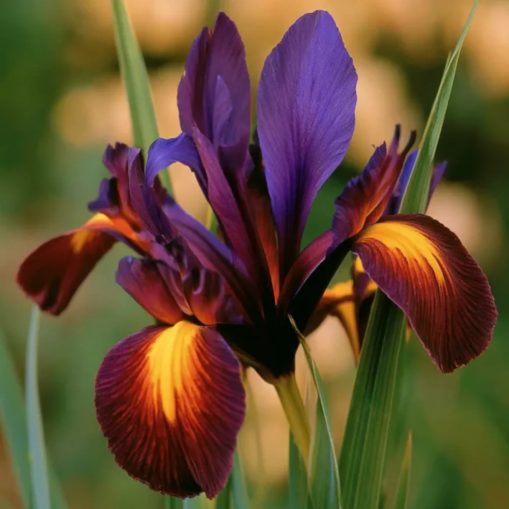 Iris Valentine Hollandica (temni)