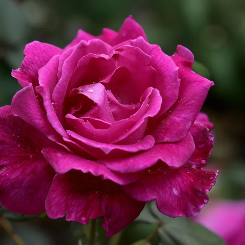 Vrtnica The Pink Princess (rožnata)