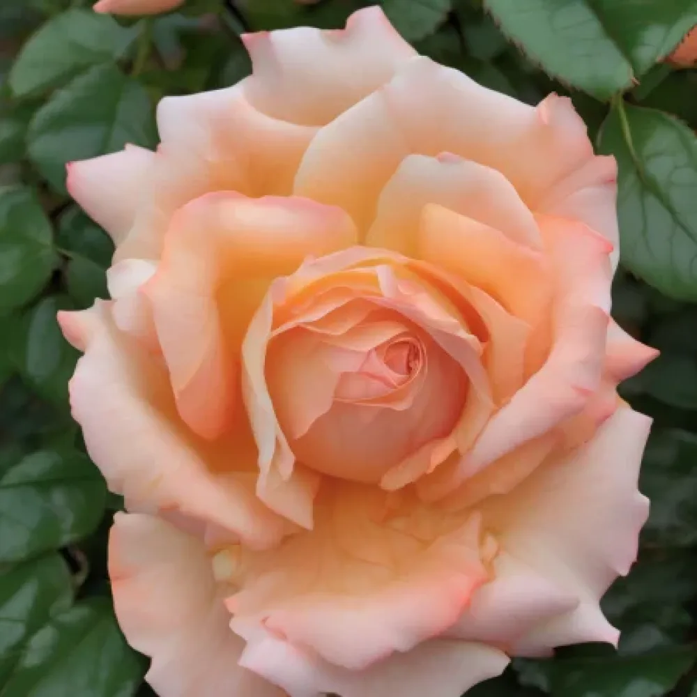 Vrtnica Noble Peach – z golimi koreninami