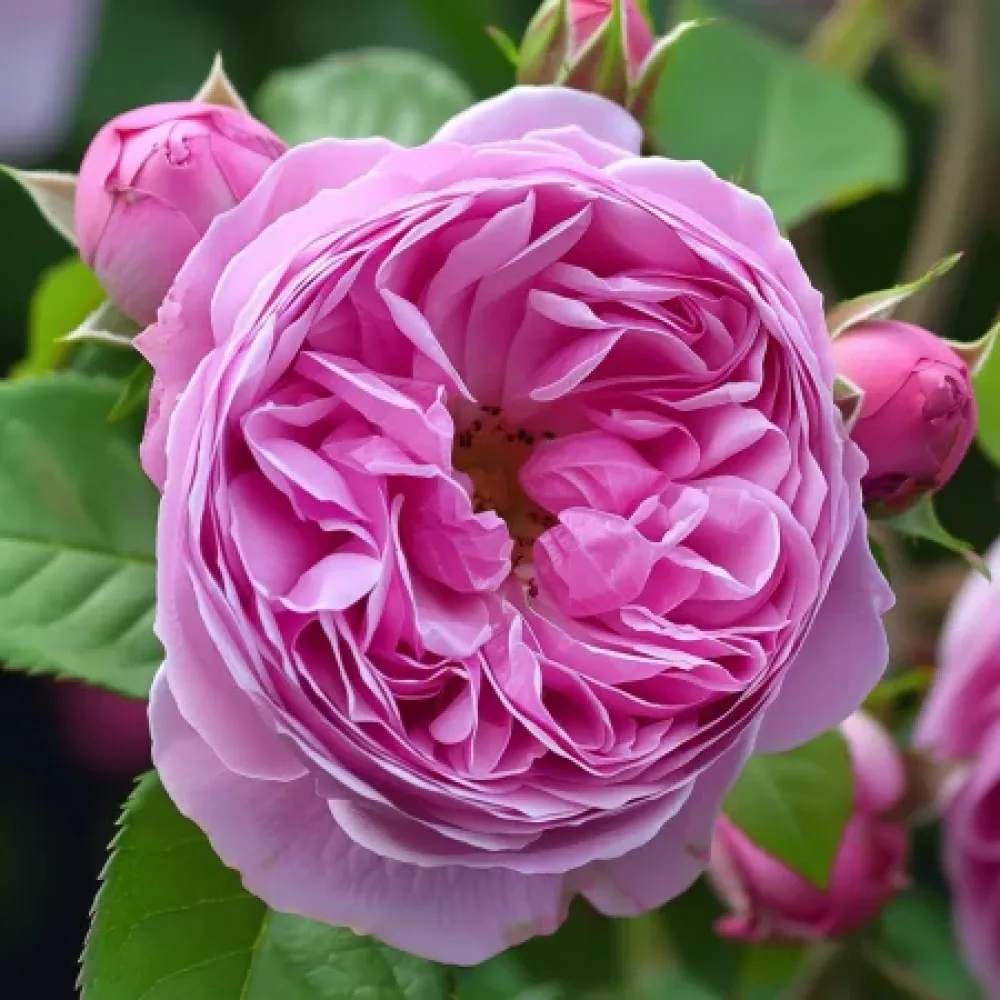 Vrtnica Revival Blossom – z golimi koreninami