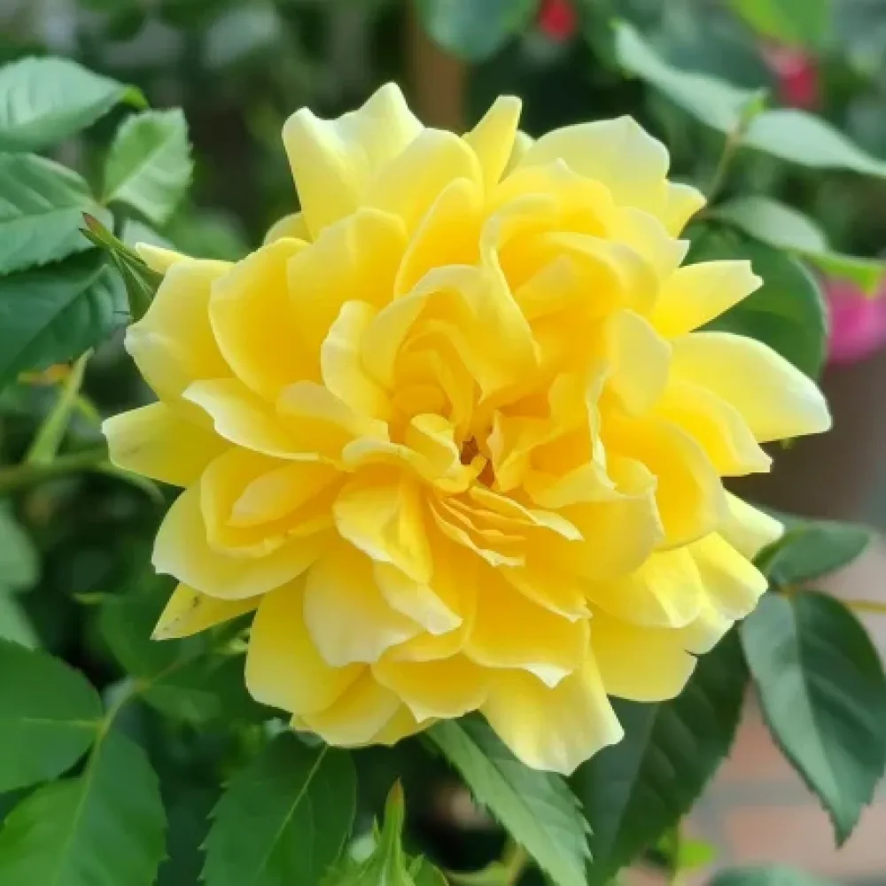 Vrtnica Yellow Fantasy – z golimi koreninami