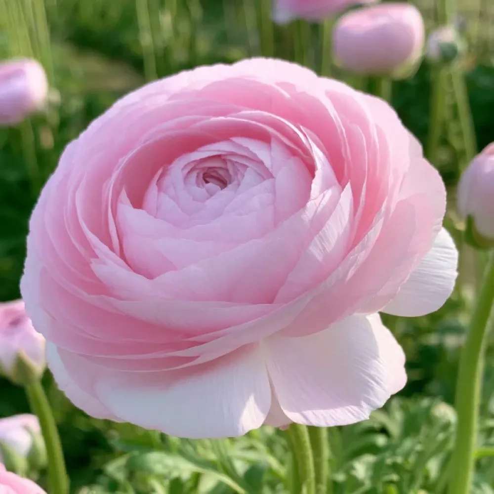 Ranunkula Elegance Rosa Chiaro (svetlo rožnata)