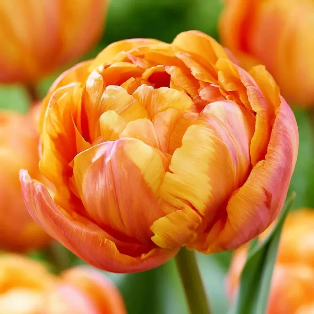 Tulipan Valdivia (oranžni)