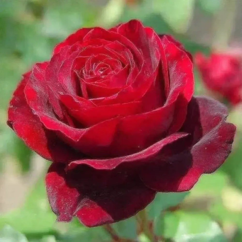 Vrtnica Ruby Eternity - z golimi koreninami