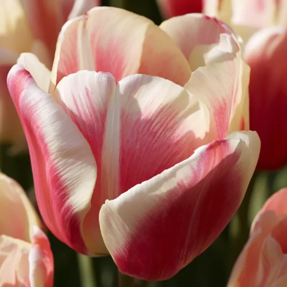 Tulipan Sylvia Warder (vinsko rdeči)