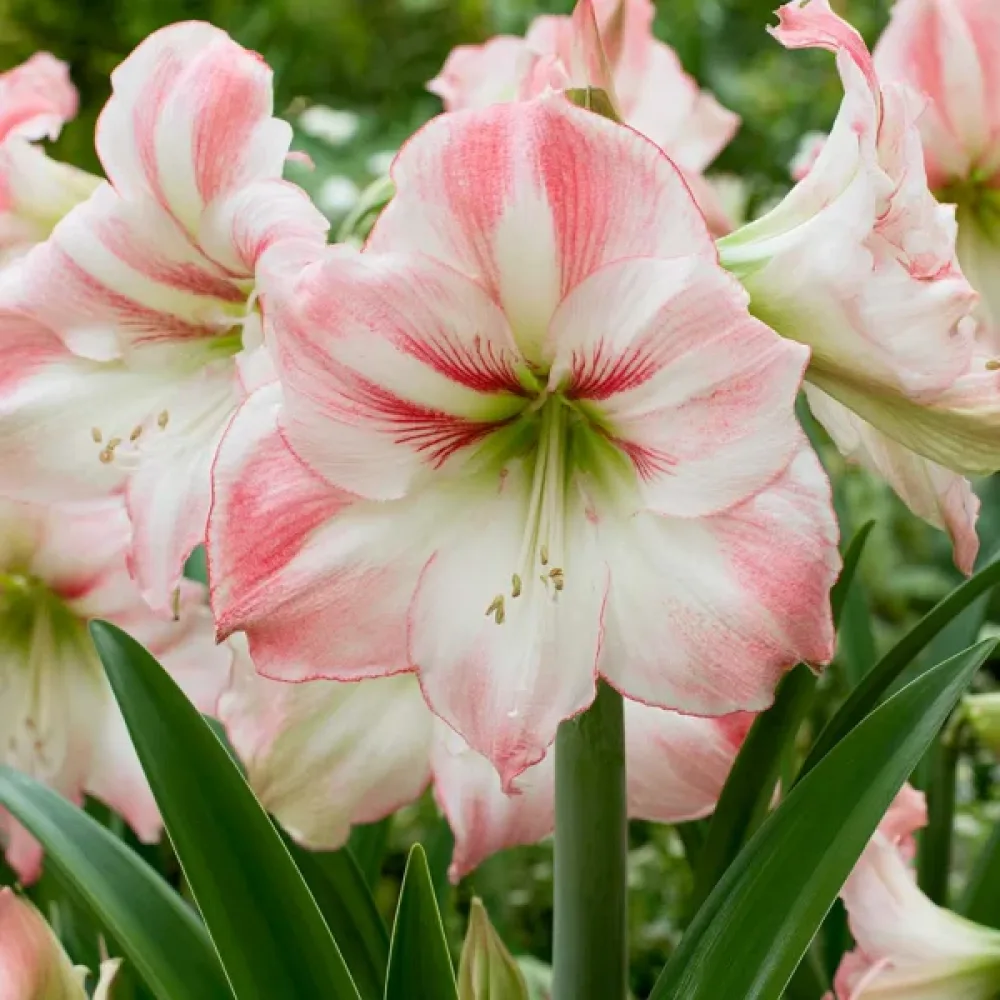 Amarilis Amadeus Candy (kremni)
