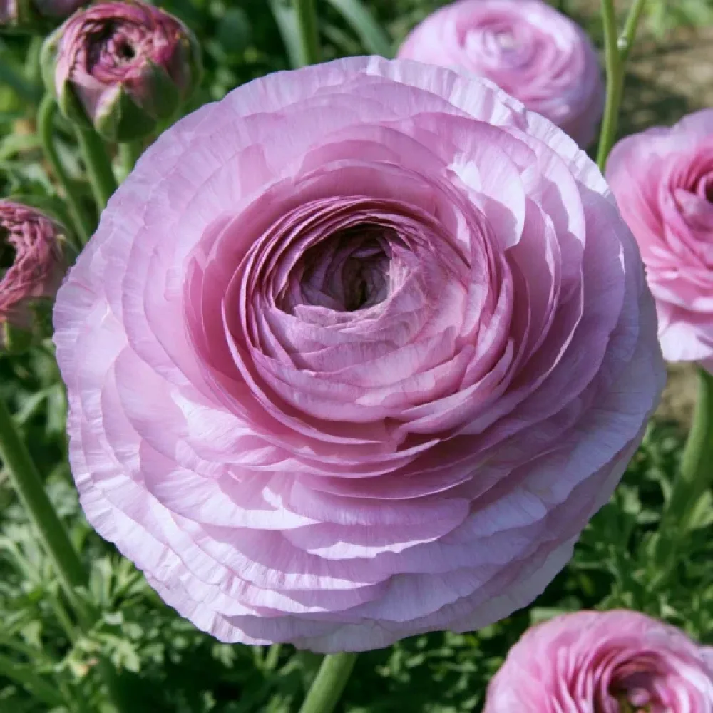 Ranunkula Elegance Milka (rožnata)