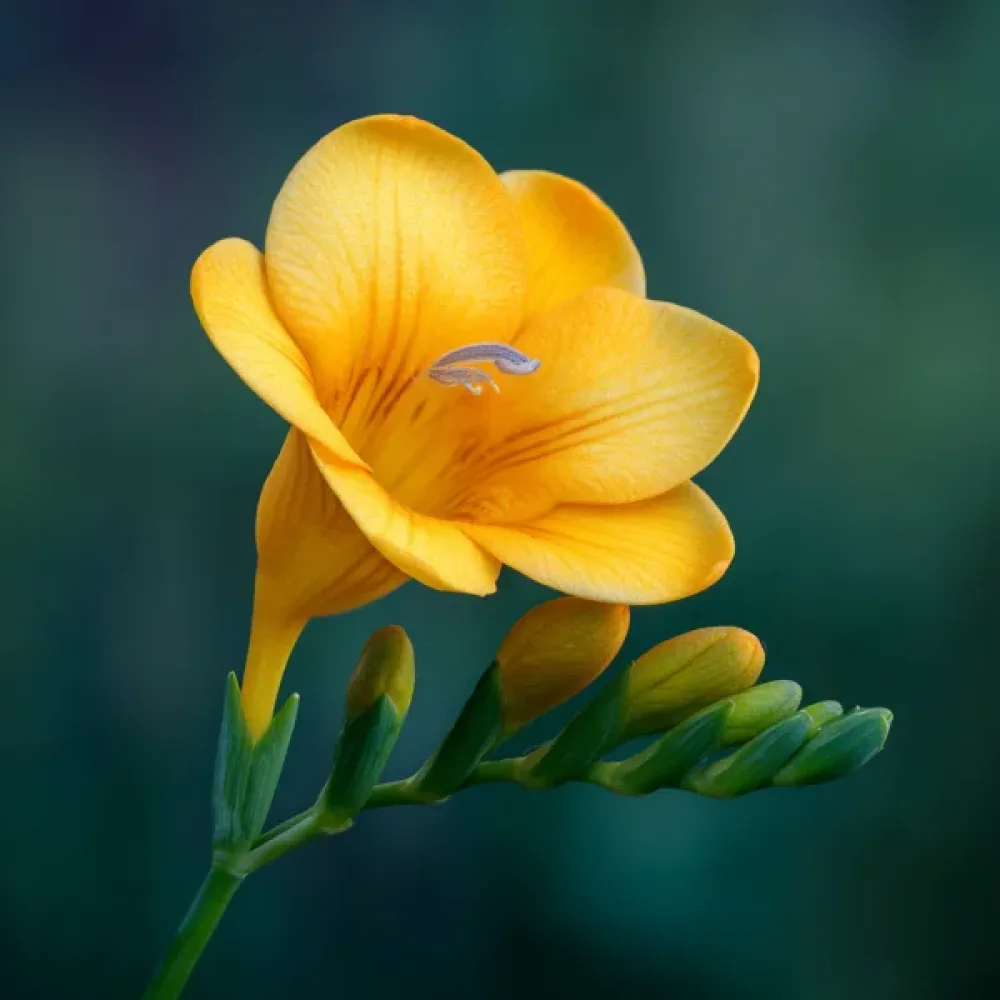 Frezija Yellow Single (rumena)