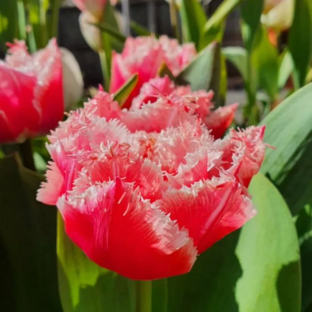 Tulipan Queensland (rdeči)