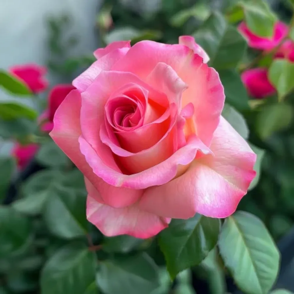 Vrtnica Pink Snowflake - z golimi koreninami
