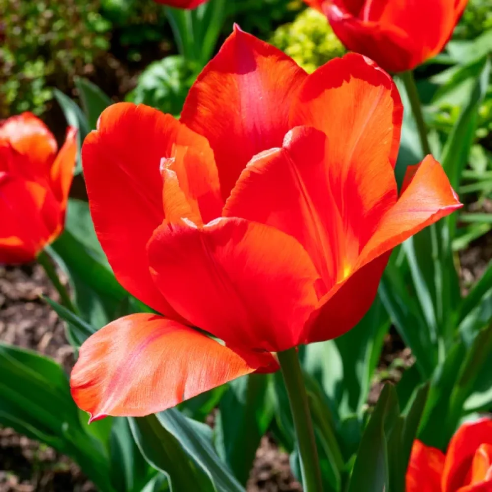 Tulipan Park View (oranžni)
