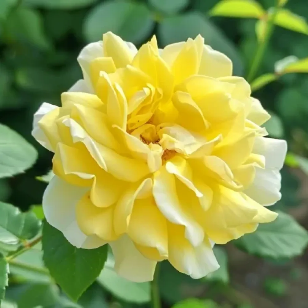 Vrtnica Yellow Fantasy – z golimi koreninami