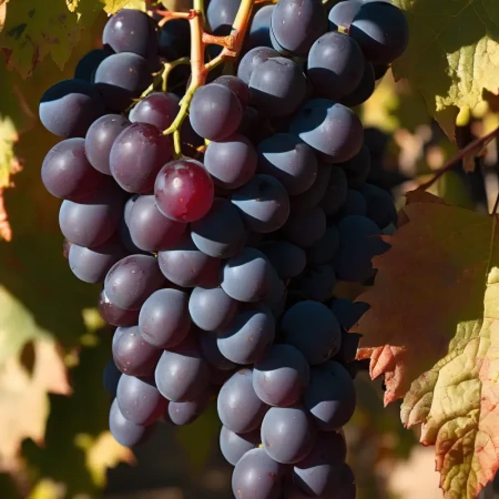 Vinska trta sorte Mavrud, rdeča vinska - pozno zoreča