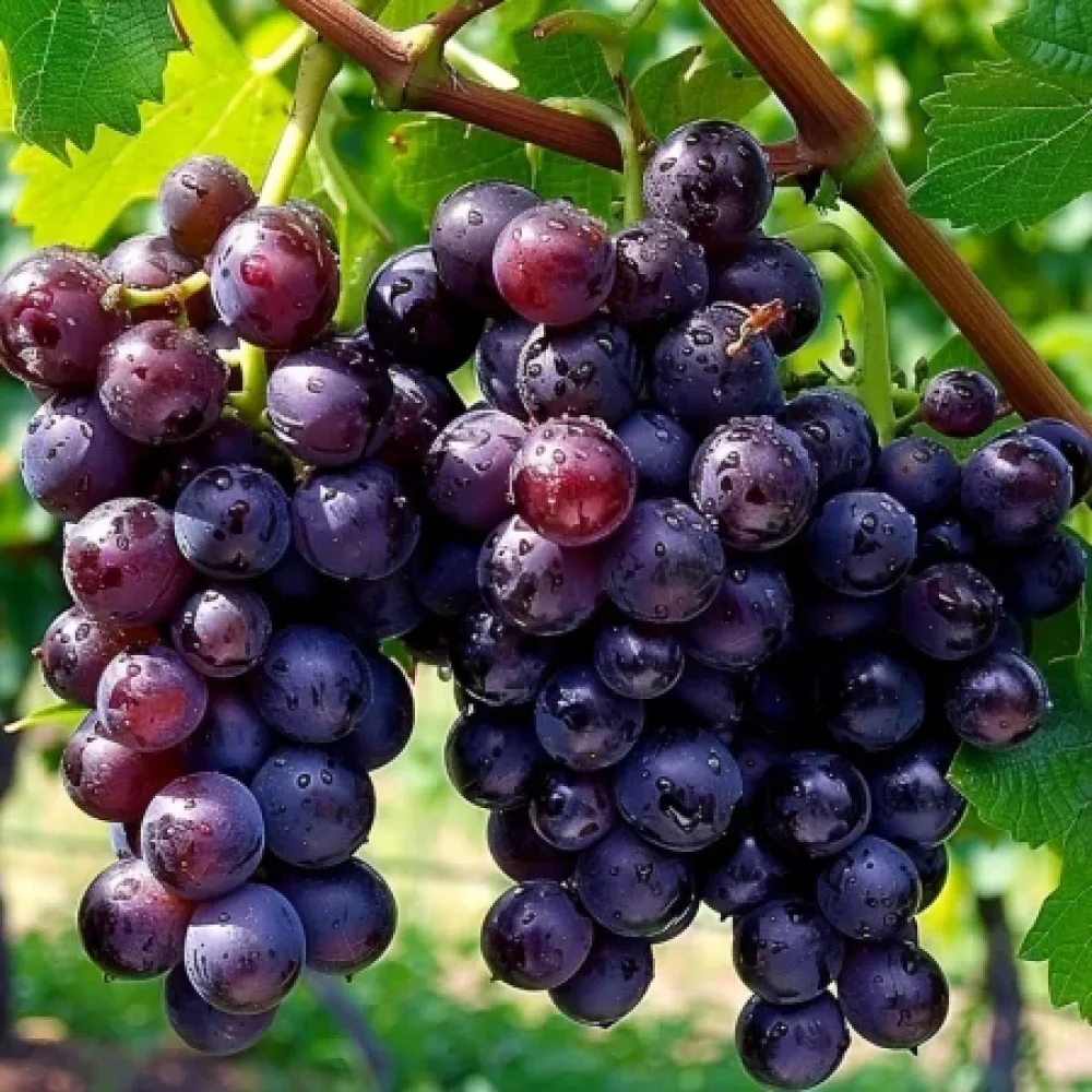 Vinska trta Sijana – rdeča namizna sorta grozdja – pozna