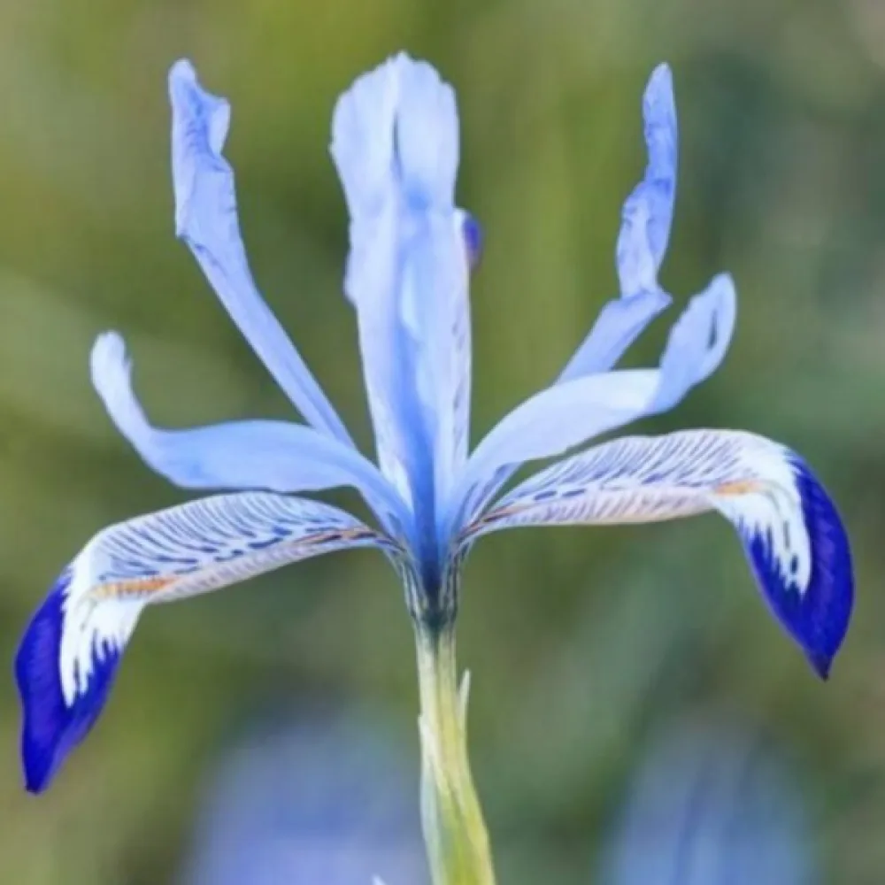 Perunika Clairette Reticulata (ledeno modra)