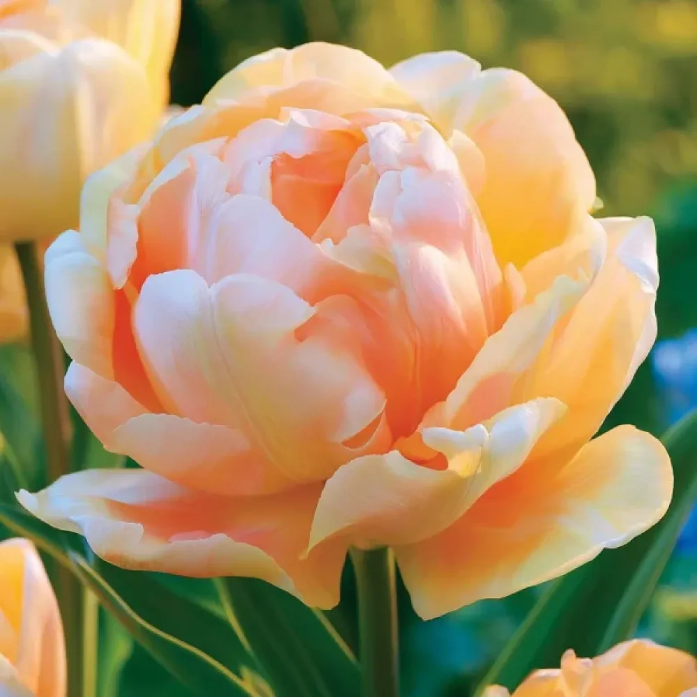 Tulipan Charming Lady (oranžni)