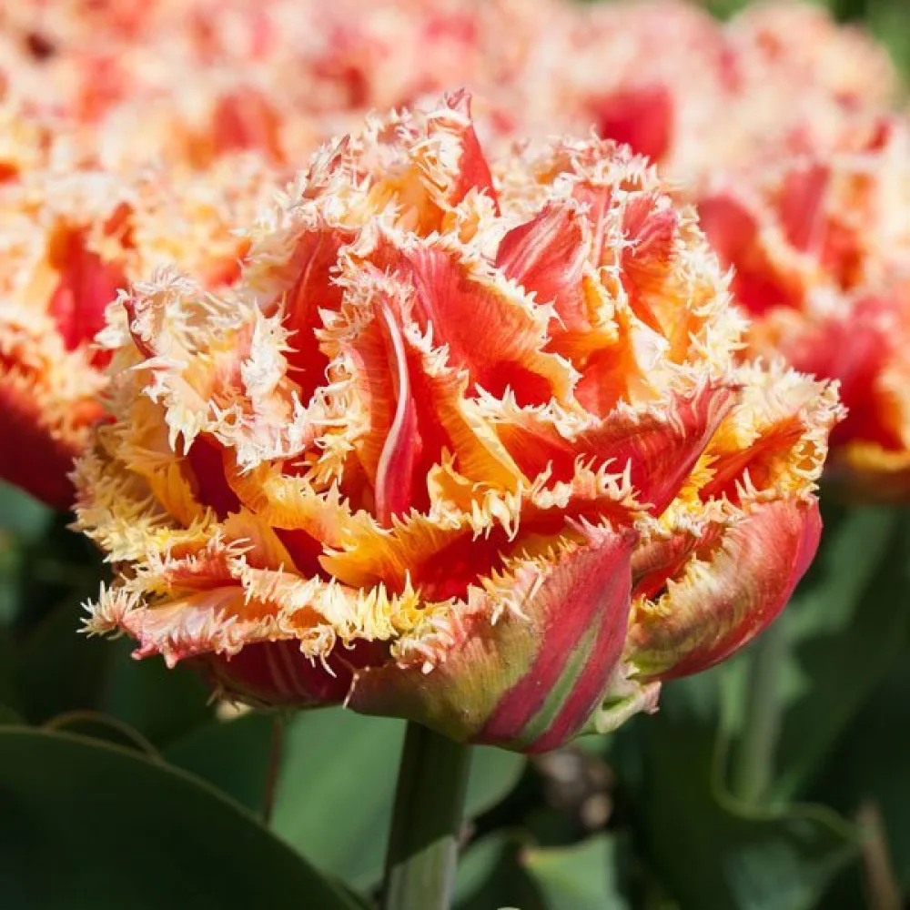 Tulipan Brisbane (rdeč)