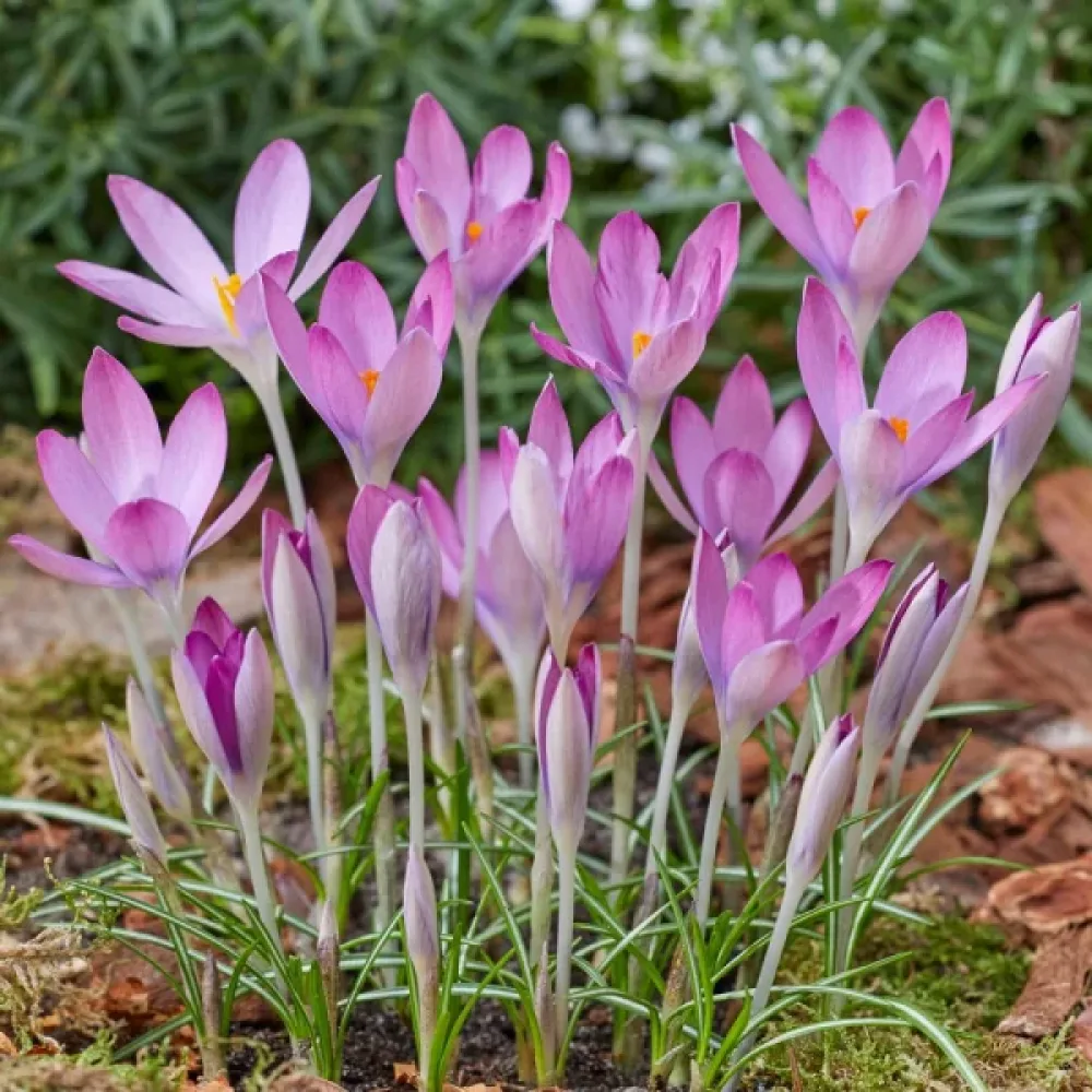 Krokus Roseus (rožnati)