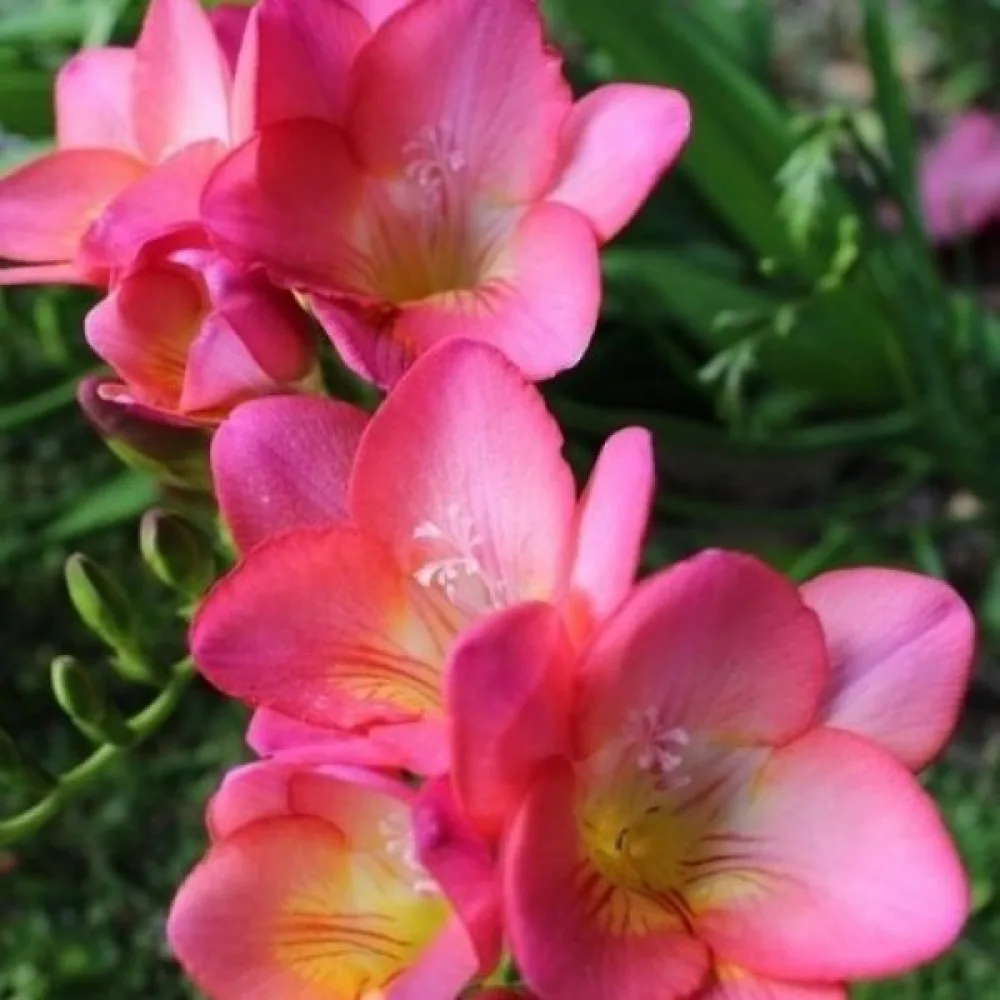 Frezija Pink Single