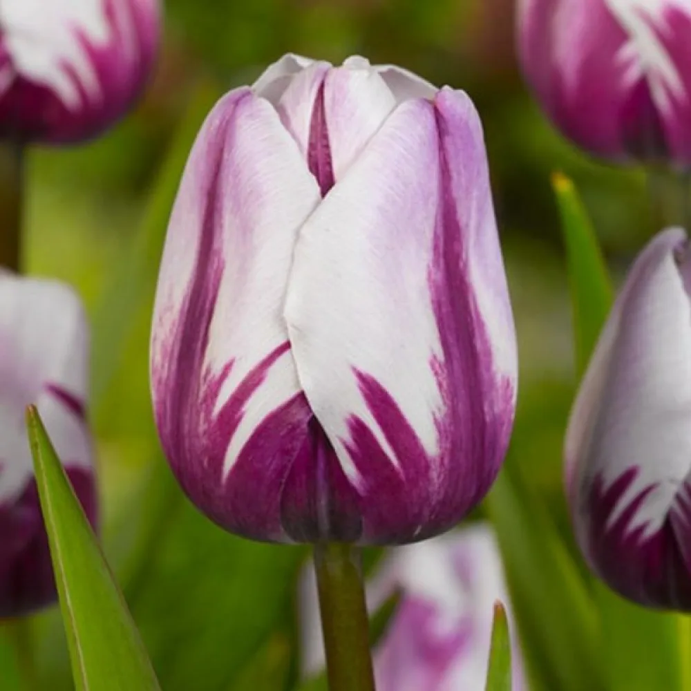Tulipan Rems favourite (vijolični)