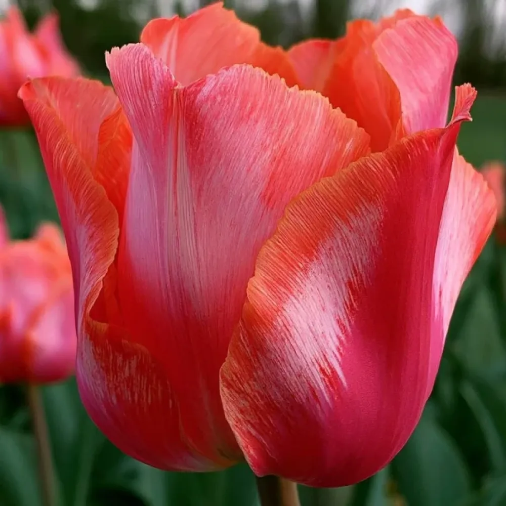 Tulipan Wind Of Change