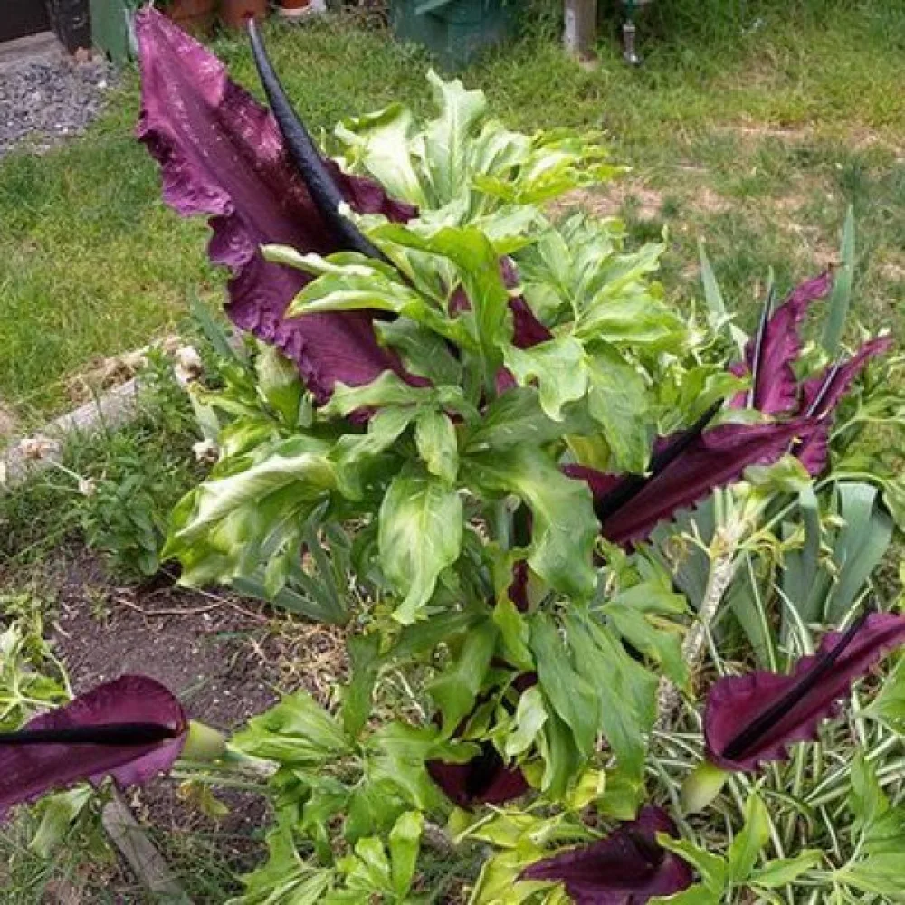 Zmajnik Vulgaris (temen)